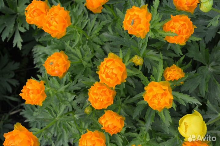 Китайская купальница(семена)