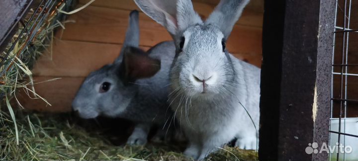 Кролики мясных пород