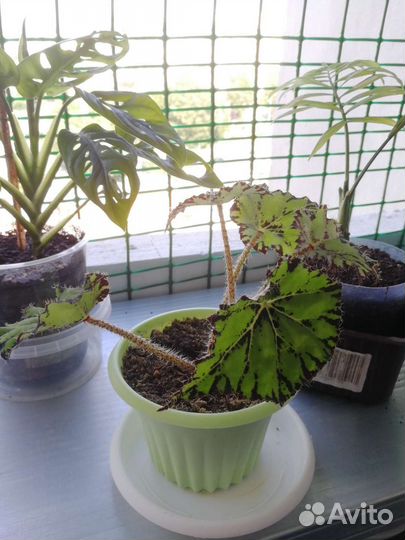 Растения комнатные