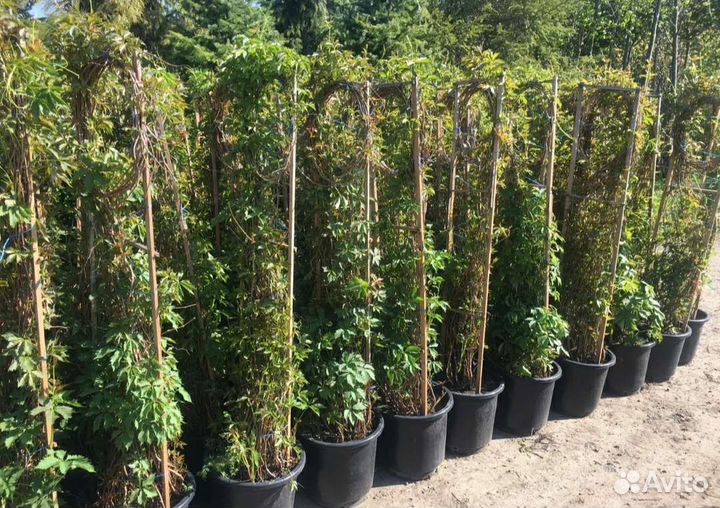 Девичий виноград