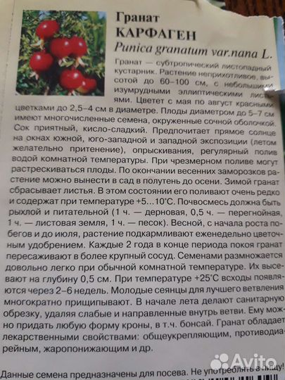 Гранат мини карфаген