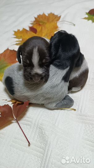 Щенки дратхаара