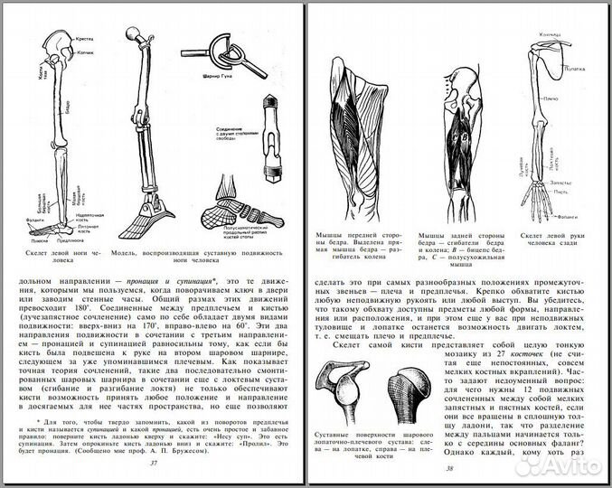 О ловкости и ее развитии. Бернштейн Н.А