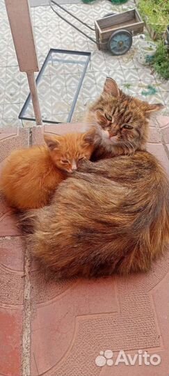 Рыжий котенок мальчик
