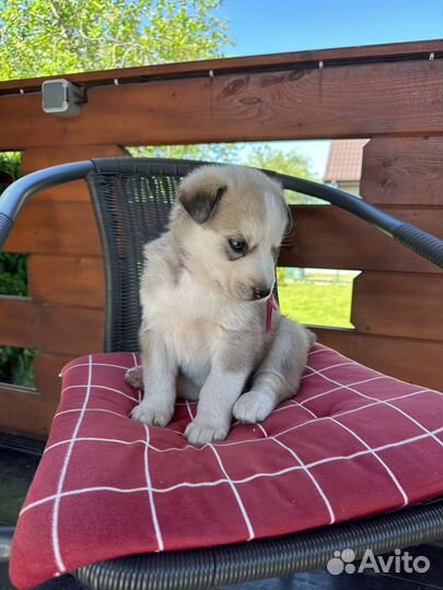 Щенки хаски