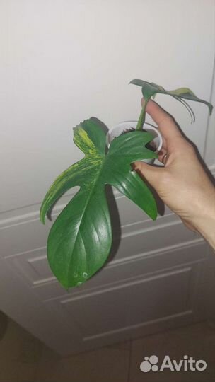 Калатея,маска