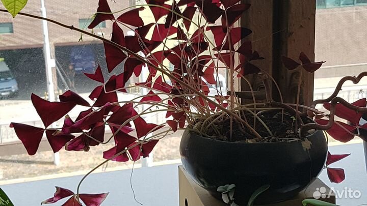 Оксалис кислица