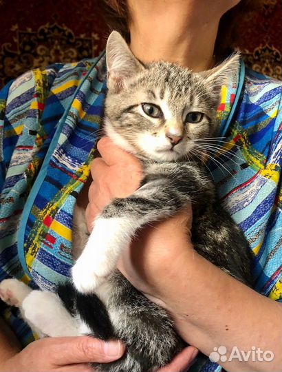 Красивому котенку с мраморной спинкой нужен дом