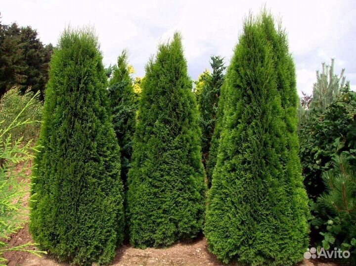 Туя из питомника
