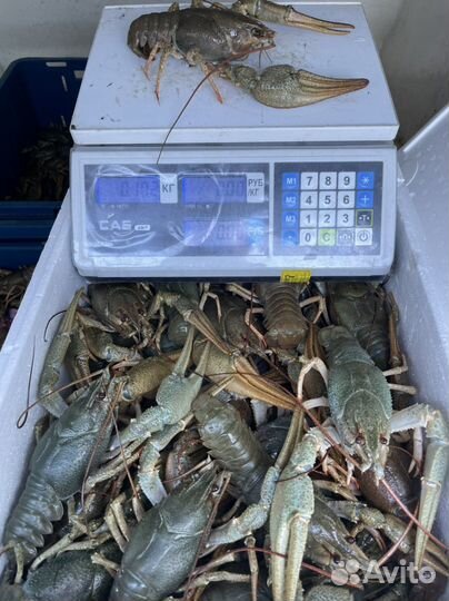 Живые сибирские раки круглый год