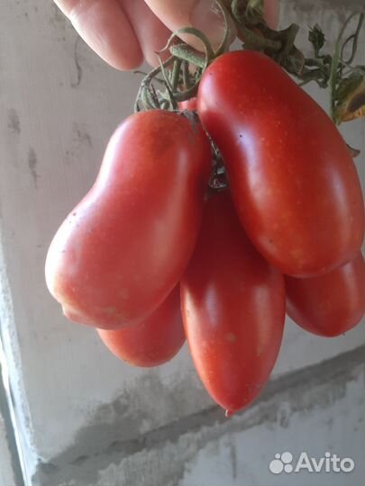 Рассада помидор