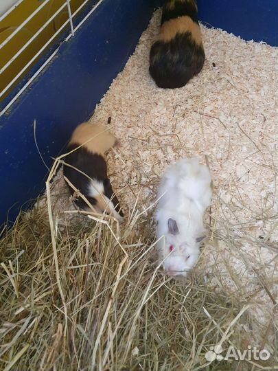 Морская свинка бесплатно без клетки