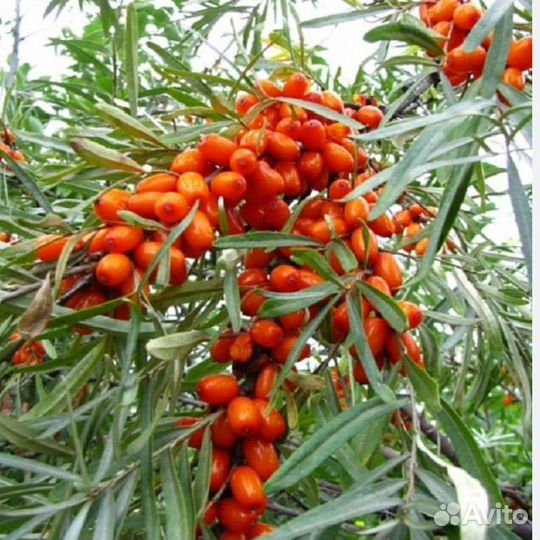 Сортовая безшипная облепиха саженцы