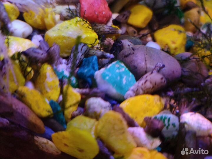 Улитка милания