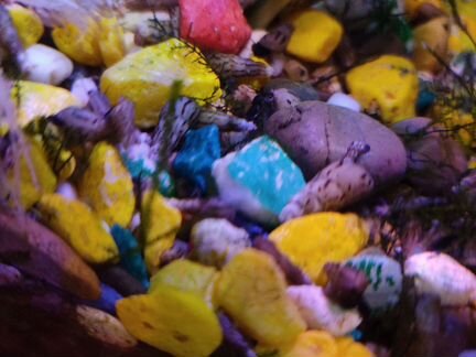 Улитка милания