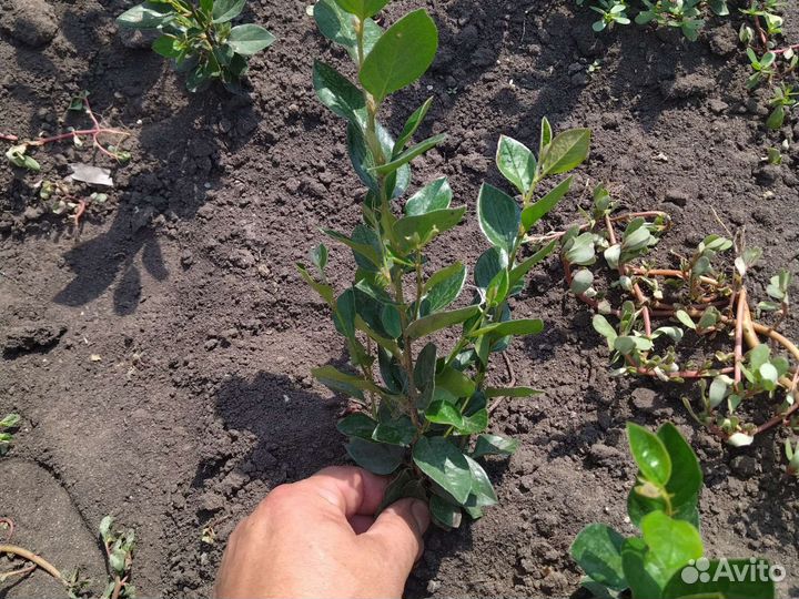 Кизильник блестящий