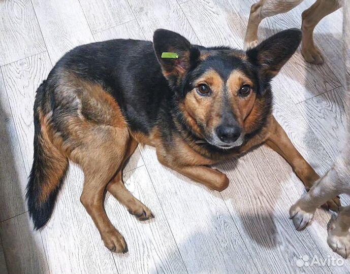 Стерильная молоденькая Чара в хорошие руки