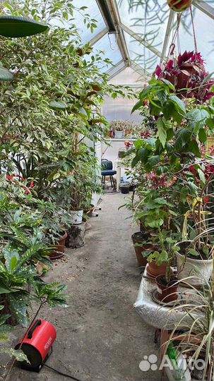 Домашние цветы фикус и другие