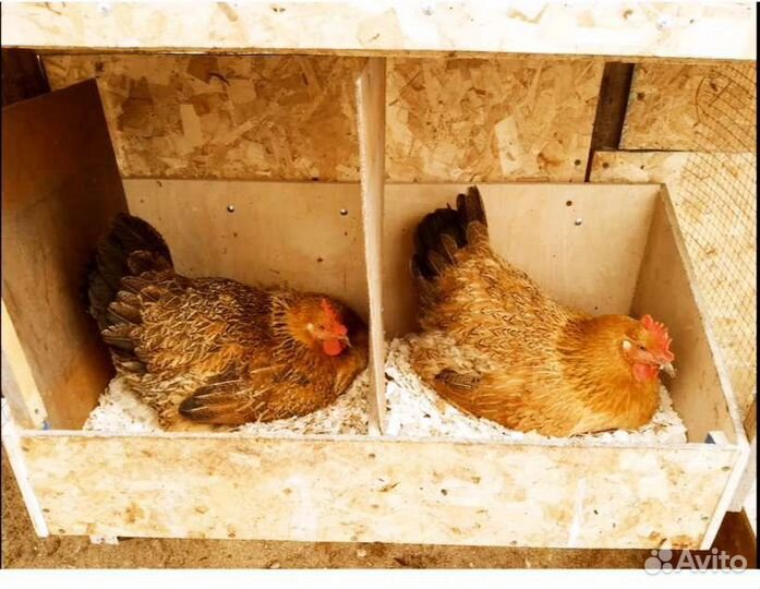 Домашние куриные яйца, живые витамины)