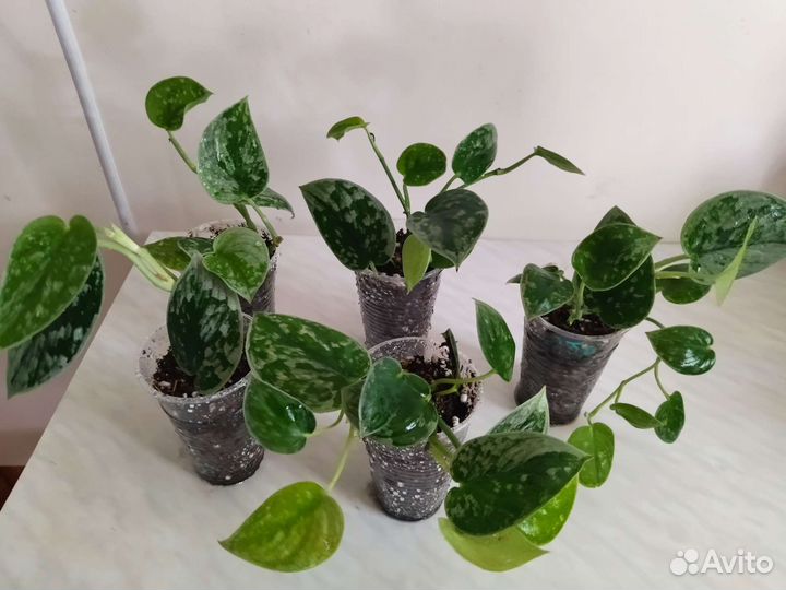 Сциндапсусы, филодендроны, монстера