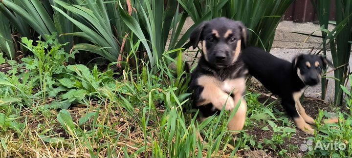 Щенки отдам в добрые руки