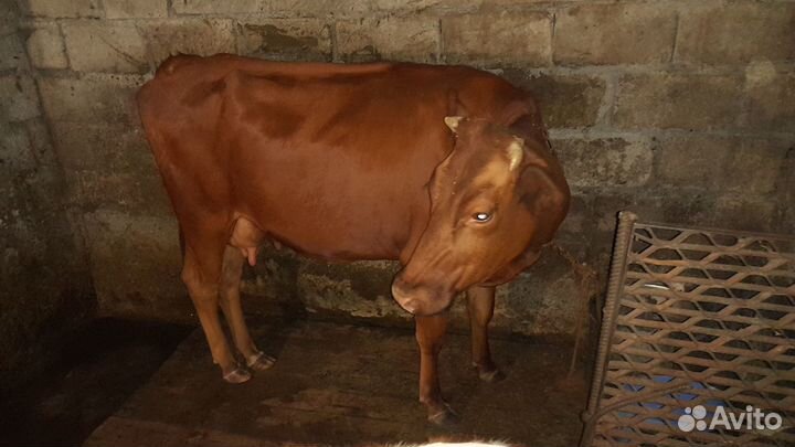 Корова телка