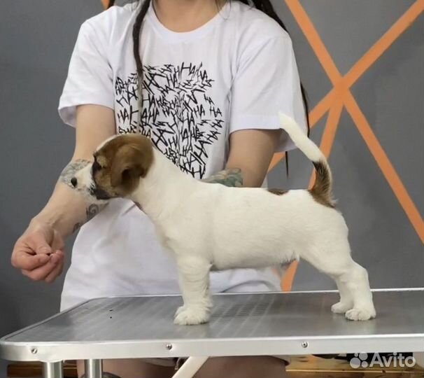 Щенки джек рассел терьер с документами