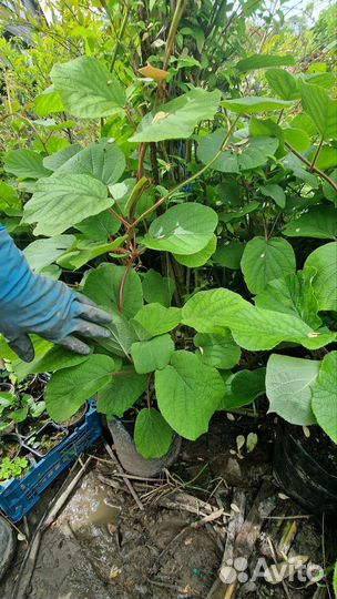 Саженцы Киви хейворд 3летние М иЖ