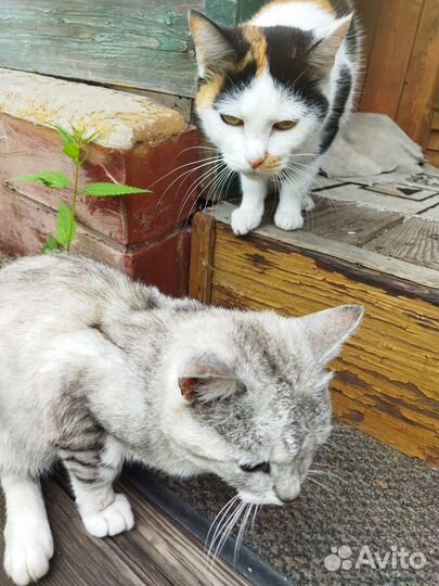 Кошка (подросток) в добрые руки