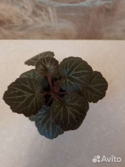 Камнеломка