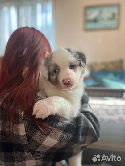 Щенки аусси