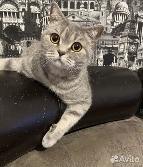 Кошка бесплатно