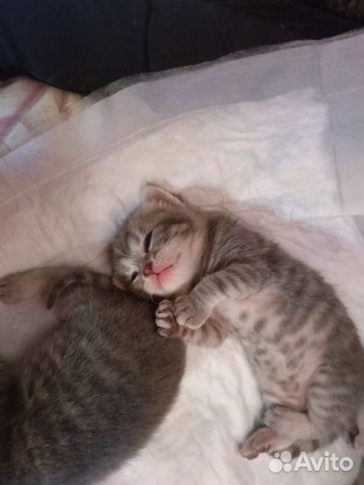 Котята