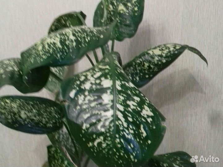 Диффенбахия