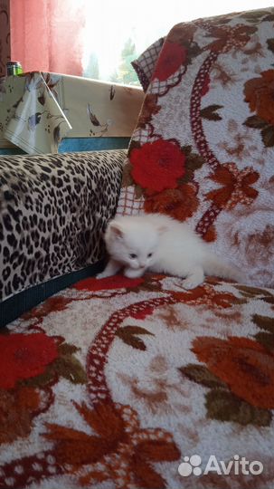 Кошки в добрые руки бесплатно