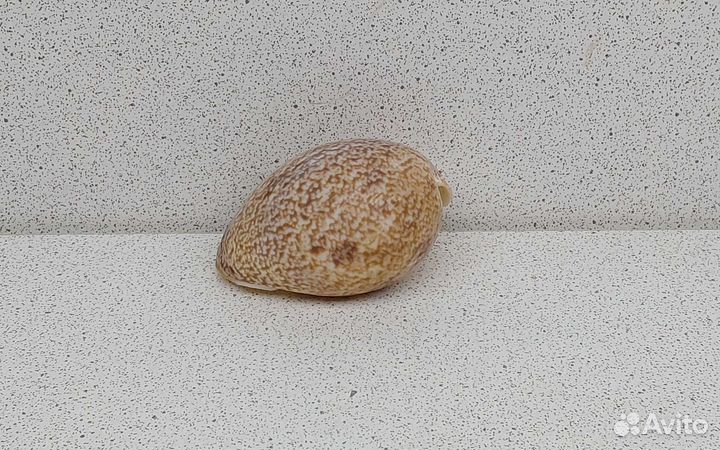 Морская ракушка раковина Булла Ампулла 5,20