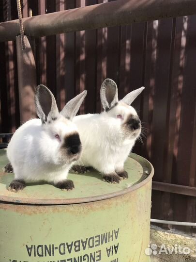 Кролики Калифорнийские