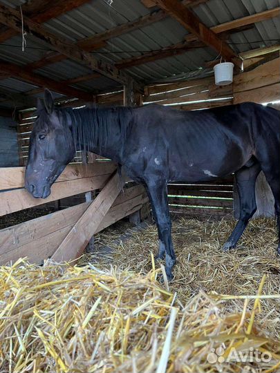 Къ жеребчик