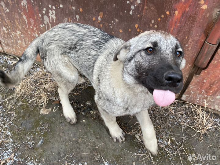 Стерильная Айза - крупная девочка на охрану в дар