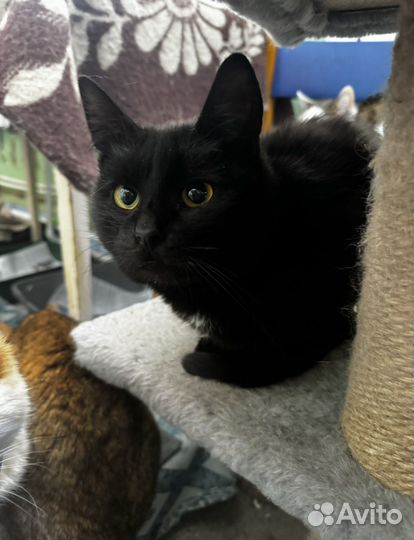 Кошка черная