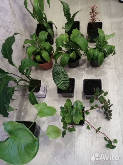 Комнатные цветы