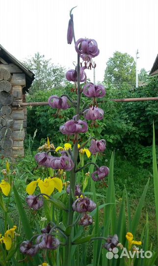 Многолетники садовые