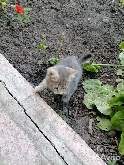 Отдам котят в хорошие руки