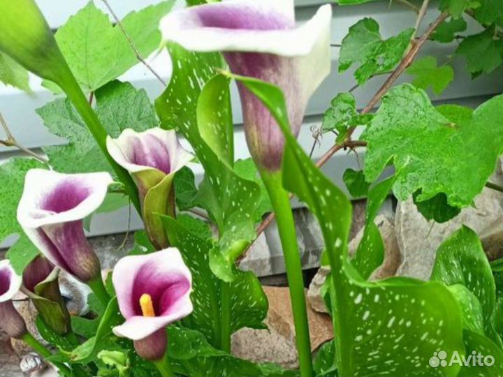 Клубни каллы