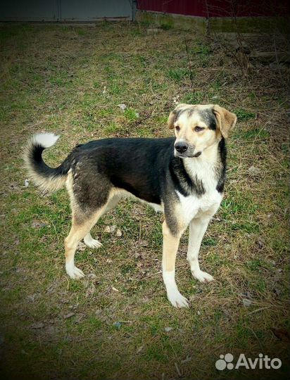 Собака Лайа, 3 года, помесь