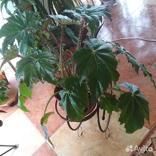 Бегония кленоволистная