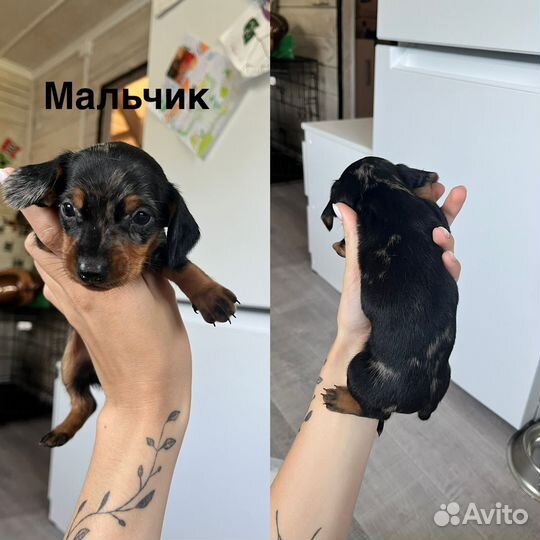 Щенки таксы