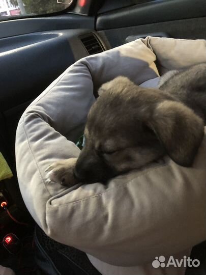 Собака ищет дом