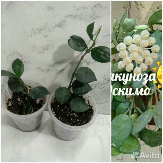 Хойи: взрослые, укоренённые и на срез