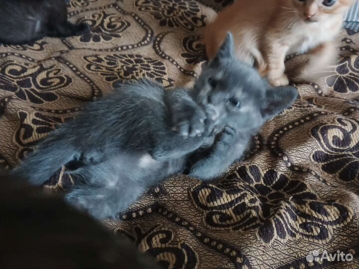 Бурманская кошечка